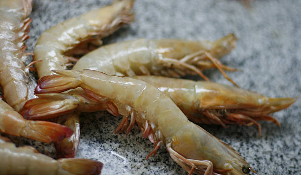 shrimp stock photo