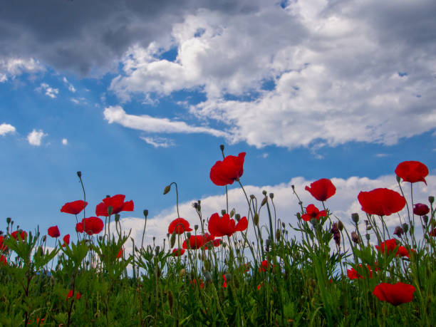 istock Red wild poppies against spring sky. 966821178