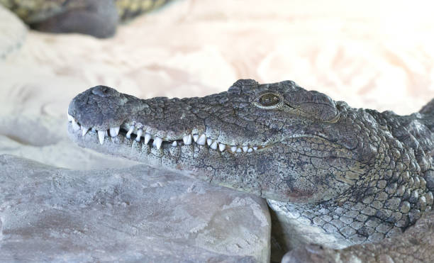 istock Closeup of a crocodile 966821526