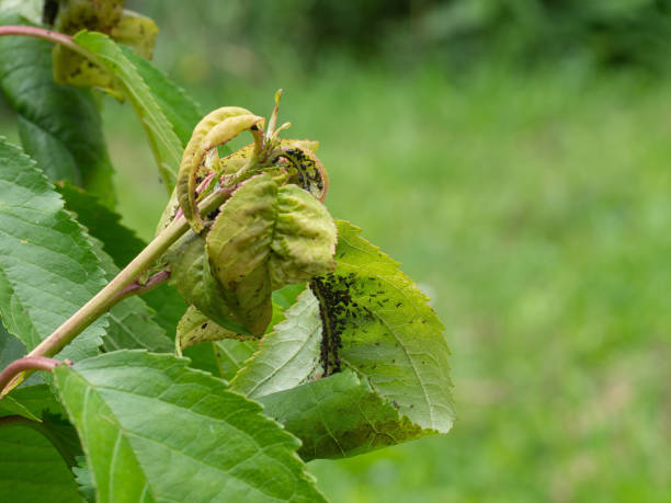 istock Cherry aphids, blackfly. Agricultural pests. 966823020