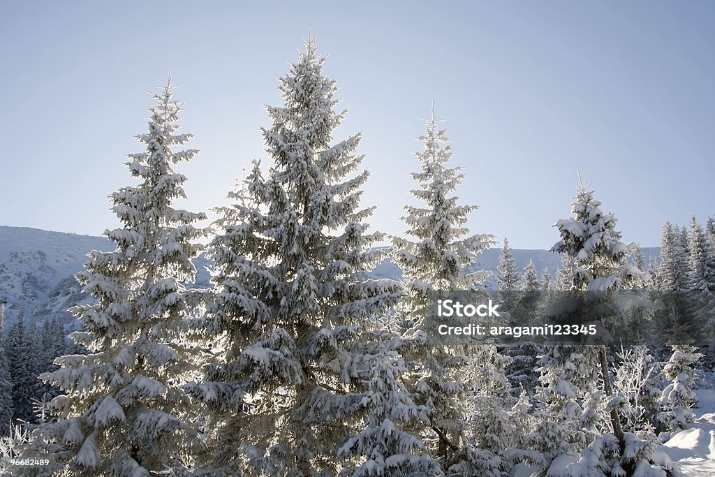 Pine coberta com Neve - Royalty-free Ao Ar Livre Foto de stock