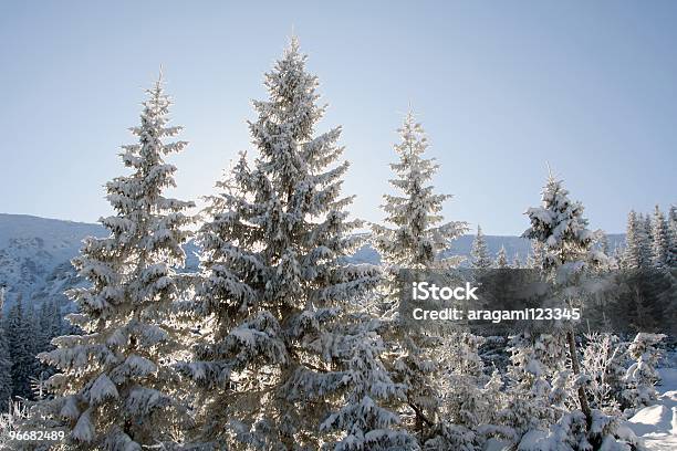 Pine Coberta Com Neve - Fotografias de stock e mais imagens de Ao Ar Livre - Ao Ar Livre, Azul, Branco