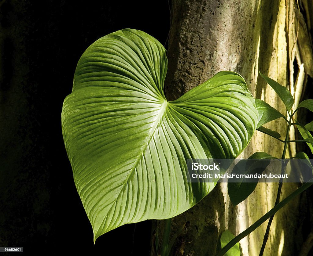 green heart  Backgrounds Stock Photo