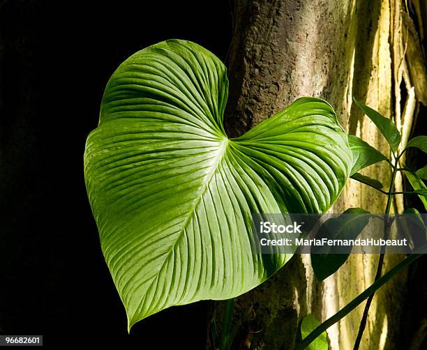 Green Heart Stock Photo - Download Image Now - Backgrounds, Beauty In Nature, Botanical Garden