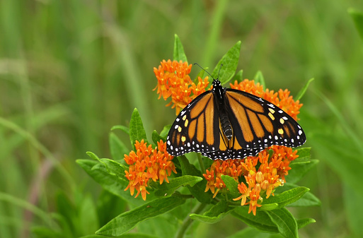 American lady butterfly feeding on butterfly weed in Oklahoma.