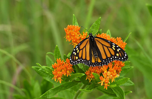 Monarch Butterfly  milkweed stock pictures, royalty-free photos & images