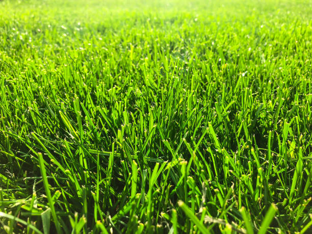 istock Green grass lawn closeup 966827446