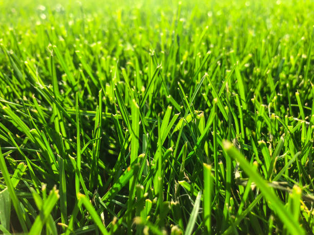 istock Green grass lawn closeup 966827530