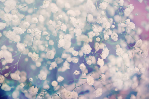 istock white cutter gypsophila flower with filter color 966827582