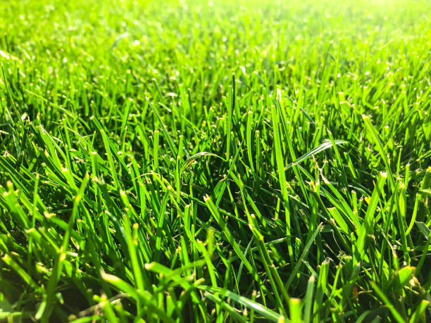 istock Green grass lawn closeup 966827698