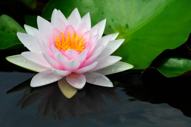 istock The lotus is blooming in the morning. 966828208