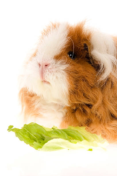 istock guinea pig isolated on the white background 96682845