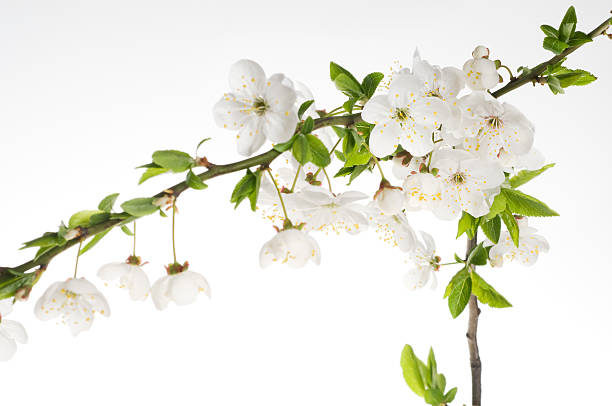 istock Greeting holiday card with blooming flowers 96682890