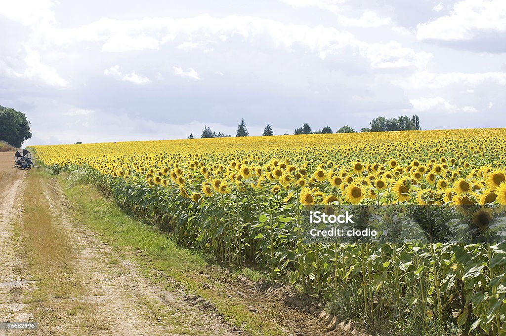 Sonnenblumen Im Burgundy (Frankreich - Lizenzfrei Sonnenblume Stock-Foto