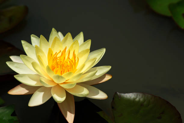 istock The lotus is blooming in the morning. 966830676