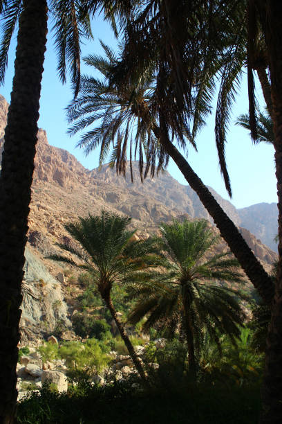 istock Under the trees at Wadi Tiwi 1 966830802