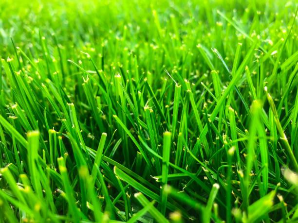 istock Green grass lawn closeup 966831010