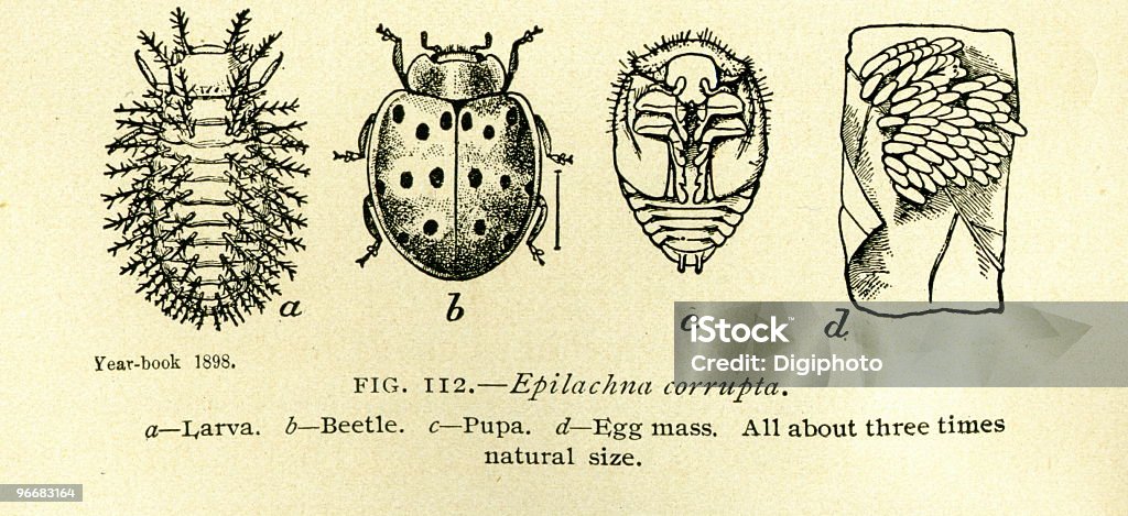 Beetles-Libro antiguo medio - Foto de stock de Epidemia libre de derechos