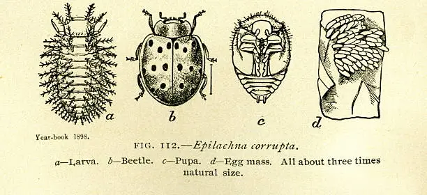 Photo of Beetles - antique book illustration