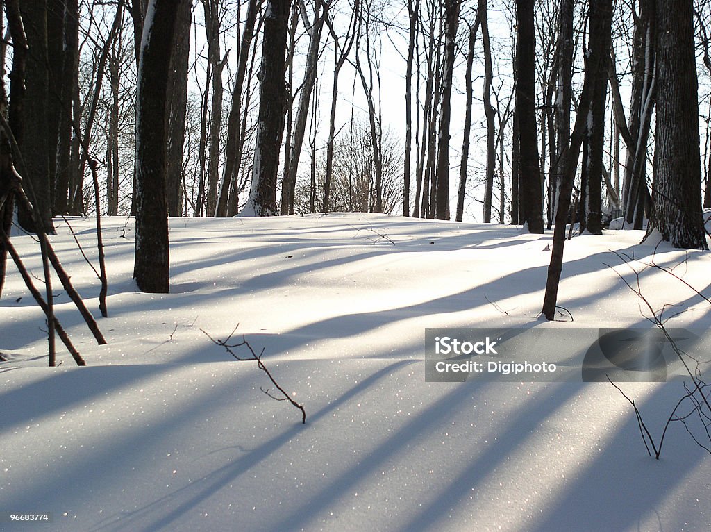 Sol en hiver - Photo de Hiver libre de droits