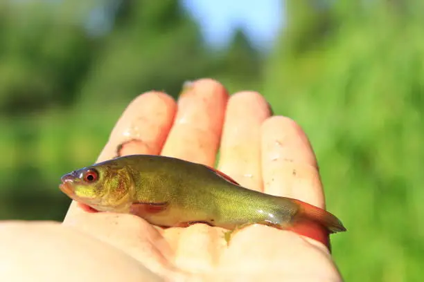 Small tench caught on fishing-rod laying on human palm. Fishing concept. Fish caught