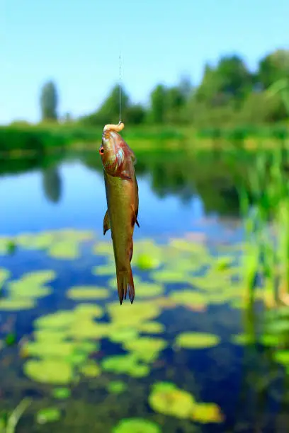 Small tench caught on fishing-rod. Fishing. Fish caught on rod. Fish on hook