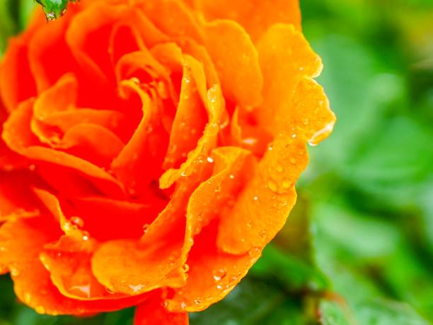istock Rose garden on rainy day 966840980