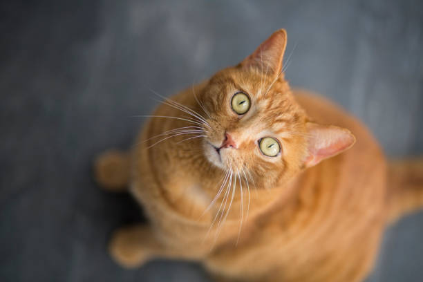 istock Portrait of cat 966846474