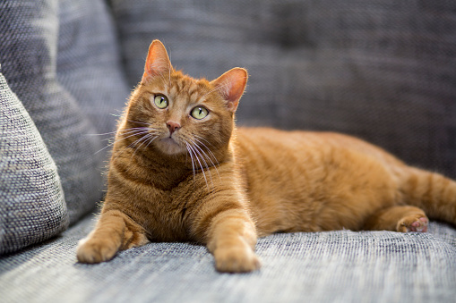 Portrait of orange ginger cat lying on sofa.