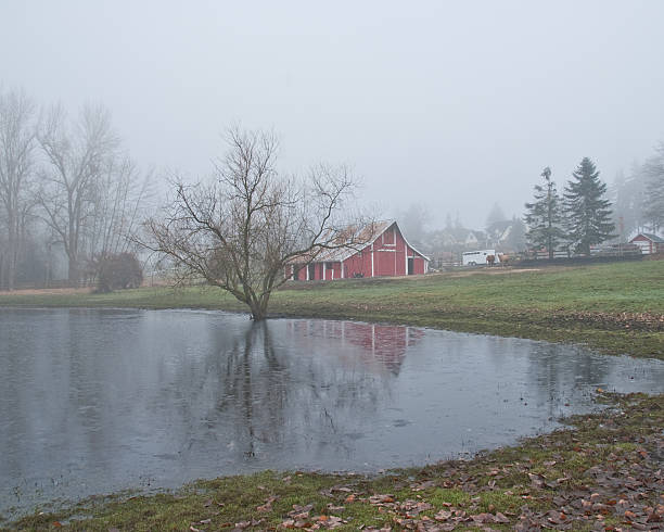 Red Barn Reflected in a Pond This well preserved barn is said to be over 100 years old. Here it is shown on a foggy winter day. The historic barn sits on a small farm in Edgewood, Washington State, USA. jeff goulden puyallup washington stock pictures, royalty-free photos & images