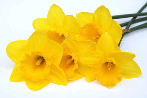 lush blooming flower of yellow daffodils.
