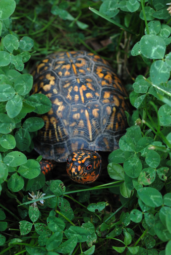 Box turtle in clover.  