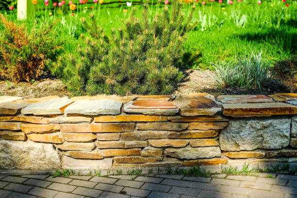 istock Landscape gardening, cypress, dwarf fir 966848762