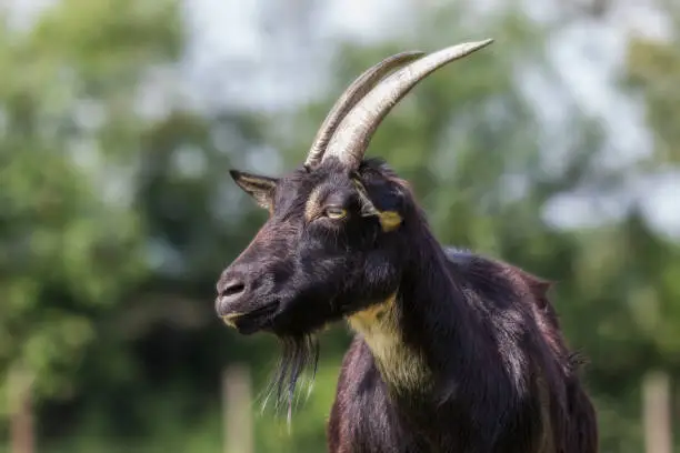 Portrait of a black-browed goat in sunlight
