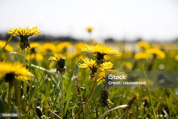 Flowers Stock Photo - Download Image Now - Accessibility, Agricultural Field, Agriculture