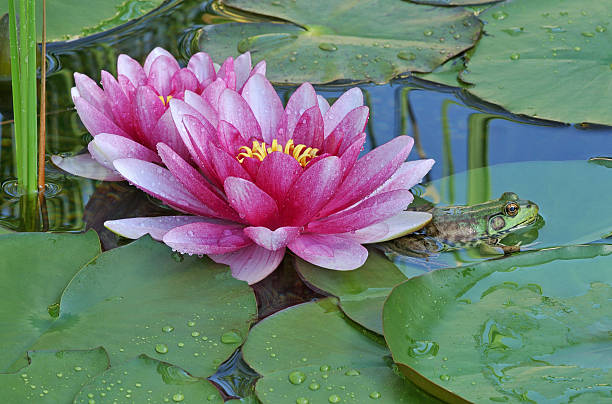 istock Water Lilies and Green Frog 96685467