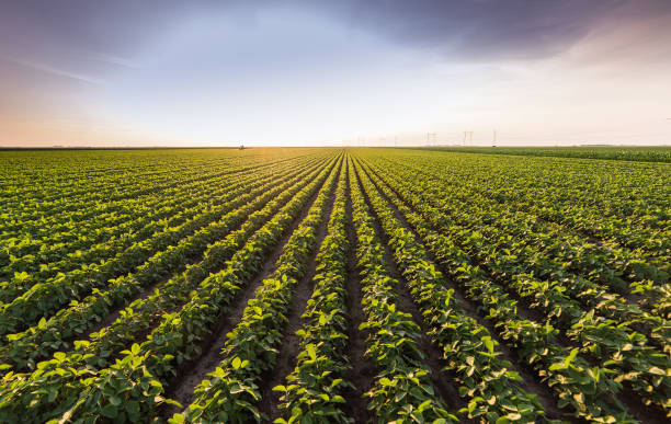 istock Soybean field ripening at spring season 966855562