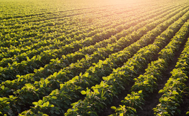 istock Soybean field ripening at spring season 966855570