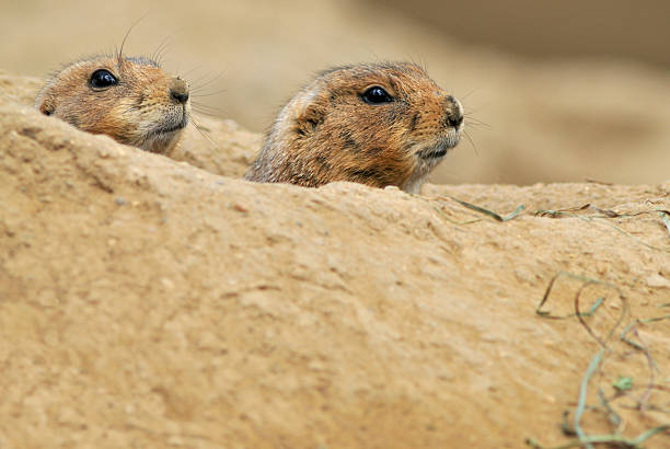 istock Black-tailed Prairie Dogs 96685712
