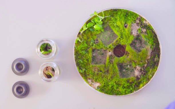 istock The sprouting soil samples in the petri dish. 966858494