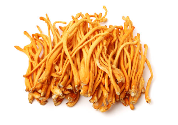 istock Cordyceps mushroom on the white background 966859050