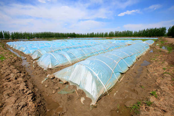 istock The rice seedling in The greenhouse 966859274