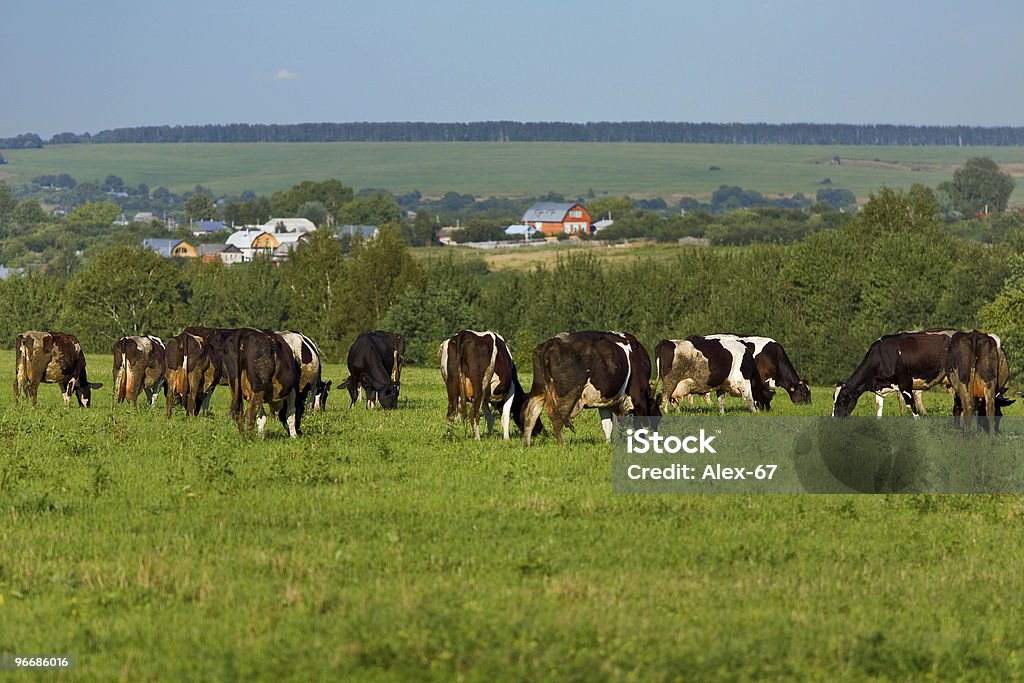 牛の草地 - イネ科のロイヤリティフリーストックフォト