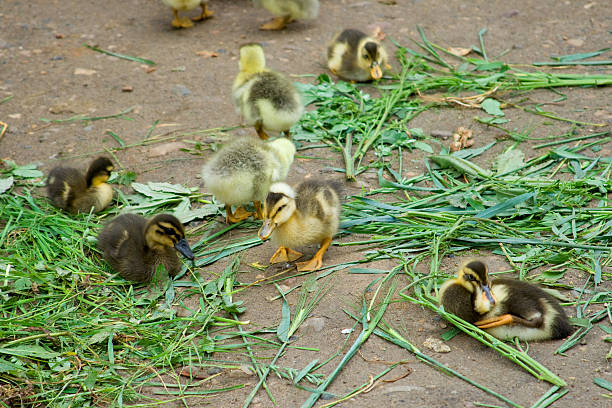 Ducklings 스톡 사진