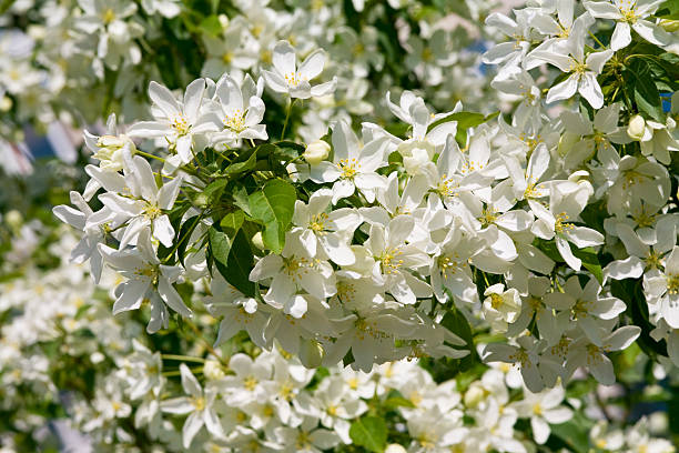 Blooming apple stock photo