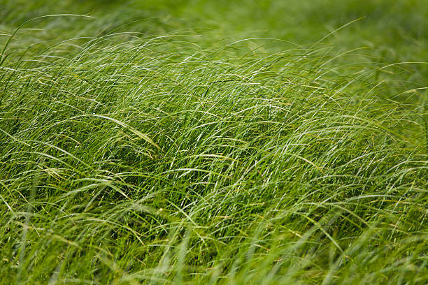 Grass stock photo