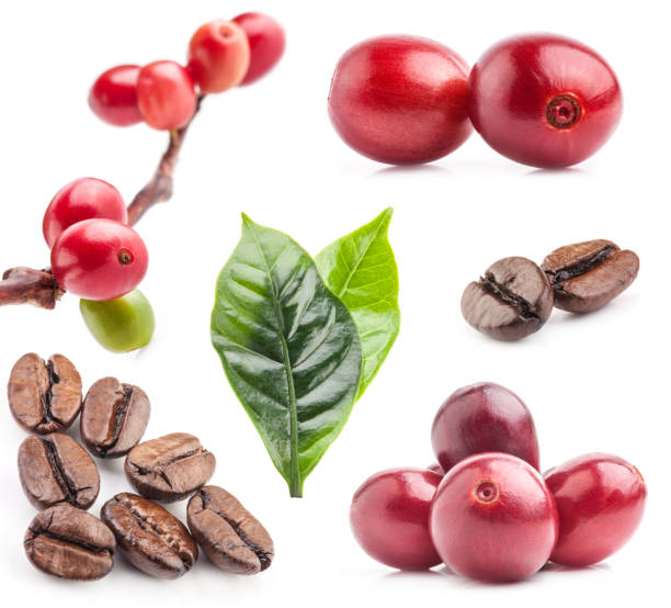 Collection of coffee beans isolated on white background Collection of Red coffee beans isolated on white background java colombia stock pictures, royalty-free photos & images