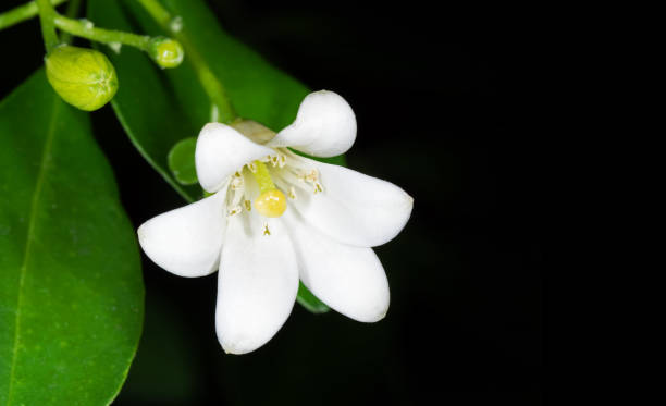 istock White Flowers Orange Jessamine Isolated on Black Background 966864600
