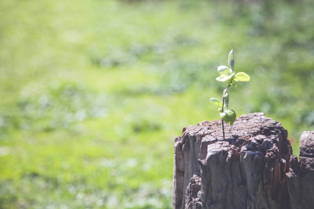 istock Young plant growing from old wood tree stump. 966866064