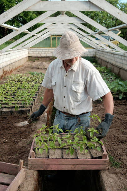 istock farmer prepare for planting pepper seedlings 966868370